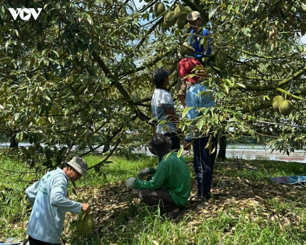 Thu hoạch vườn sầu riêng tại tỉnh Đồng Tháp.