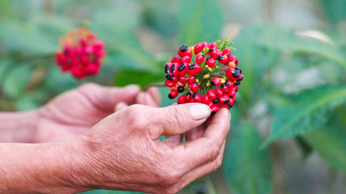 Người trồng sâm nâng niu từng chùm hạt chín, cẩn trọng như đang giữ báu vật. Mỗi hạt giống là công sức của cả một hành trình dài.  Ảnh: Long Phi/VOV miền Trung
