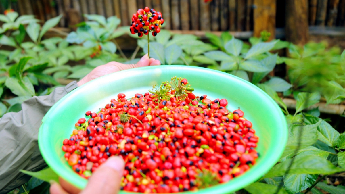 Sau một giờ thu hoạch, người trồng sâm thu được những hạt giống đỏ. Mỗi hạt sẽ được gieo ươm để nhân giống, góp phần bảo tồn sâm Ngọc Linh. Ảnh: Long Phi/VOV miền Trung