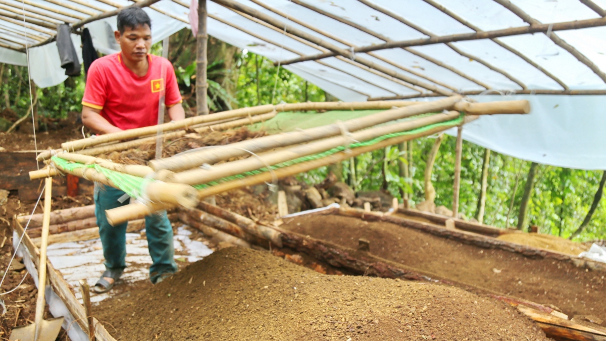 Người trồng sâm miệt mài sàng đất, chuẩn bị luống ươm mới ngay dưới tán rừng - công đoạn âm thầm nhưng quyết định cho những mùa sâm tiếp theo. Ảnh: Long Phi/VOV miền Trung