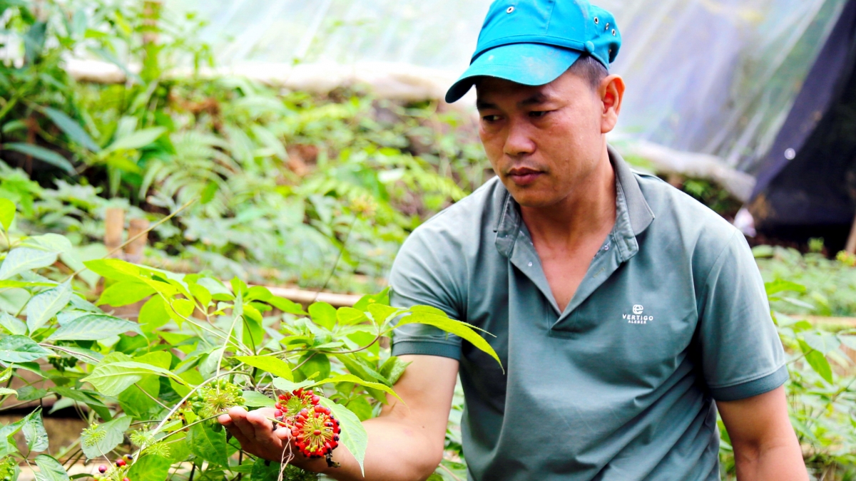 Người trồng sâm cẩn thận kiểm tra từng chùm hạt trước khi thu hoạch. Ảnh: Long Phi/VOV miền Trung