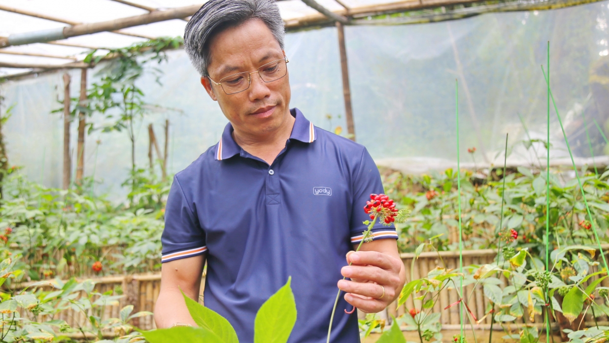 Ông Nguyễn Đức Ánh, Tổng Giám đốc Công ty Cổ phần Sâm Việt Linh kiểm tra chùm hạt sâm Ngọc Linh vừa chín. Đây là một trong 18 doanh nghiệp thuê môi trường rừng trên núi Ngọc Linh, thành phố Đà Nẵng để trồng sâm. Ảnh: Long Phi/VOV miền Trung