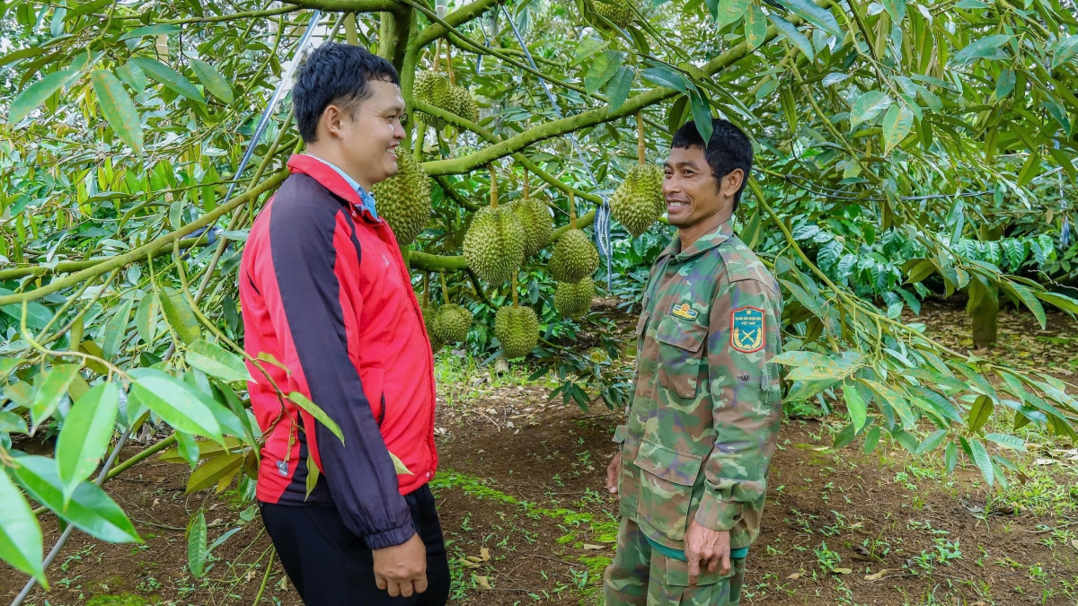 Sầu riêng đang trở thành một trong những ngành hàng có tiềm năng lớn, góp phần mở rộng giá trị và lợi thế nông nghiệp của Đắk Lắk. Ảnh: Nam Trang.