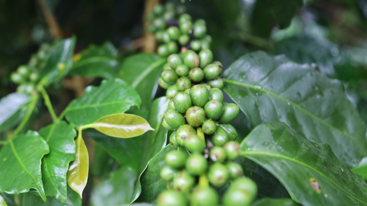 Cây cà phê Arabica trồng tại Măng Đen phát triển tốt. Ảnh: Thanh Thắng/VOV Miền Trung.