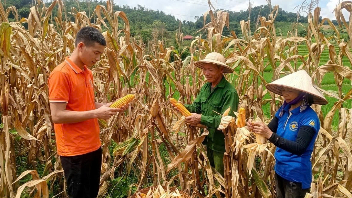 Anh Hà Trương Lâm, Chi hội trưởng Chi hội Nông dân thôn Thị Xuân, xã Hiệp Lực cùng người dân tìm hướng phát triển kinh tế địa phương. Ảnh: Công Luận - Thúy Kiều/VOV Đông Bắc