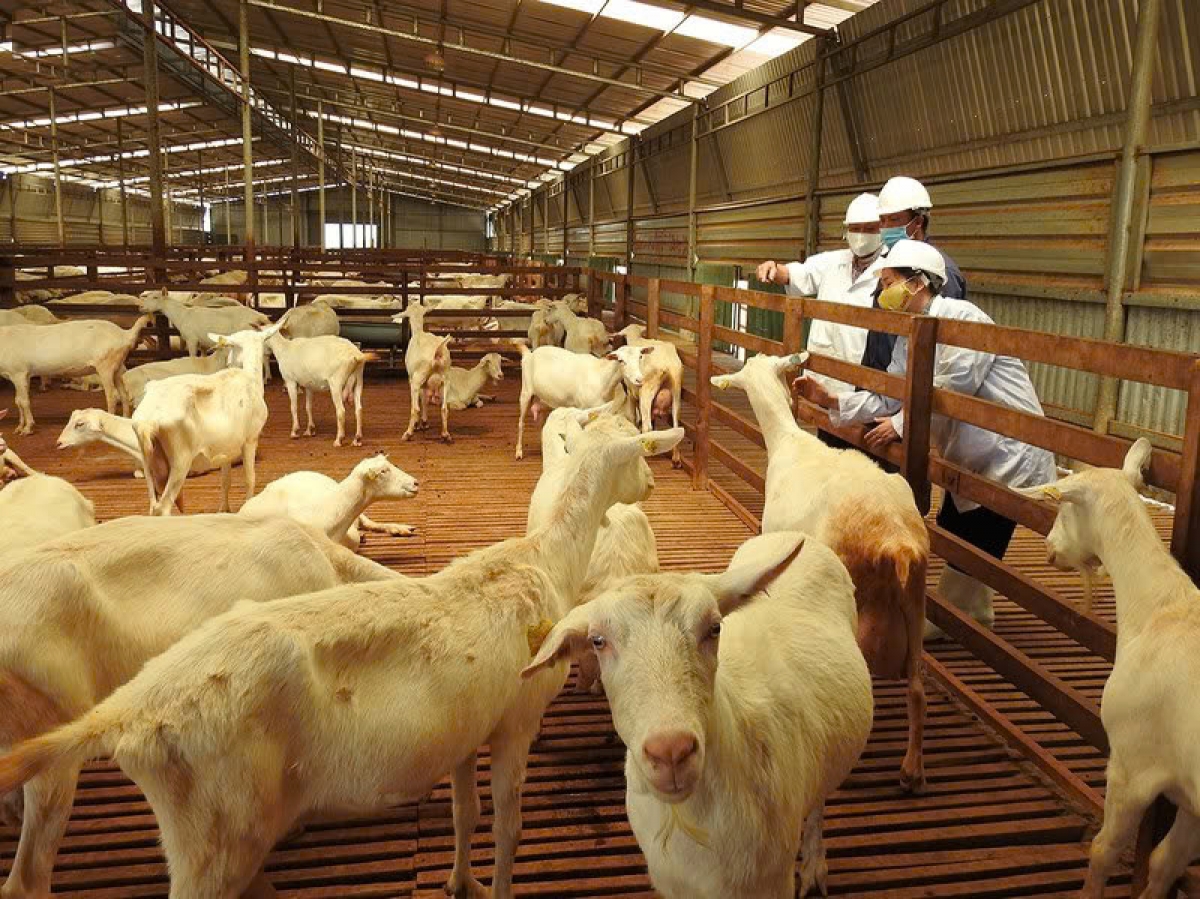 Cách chăn nuôi dê cho hiệu quả kinh tế cao