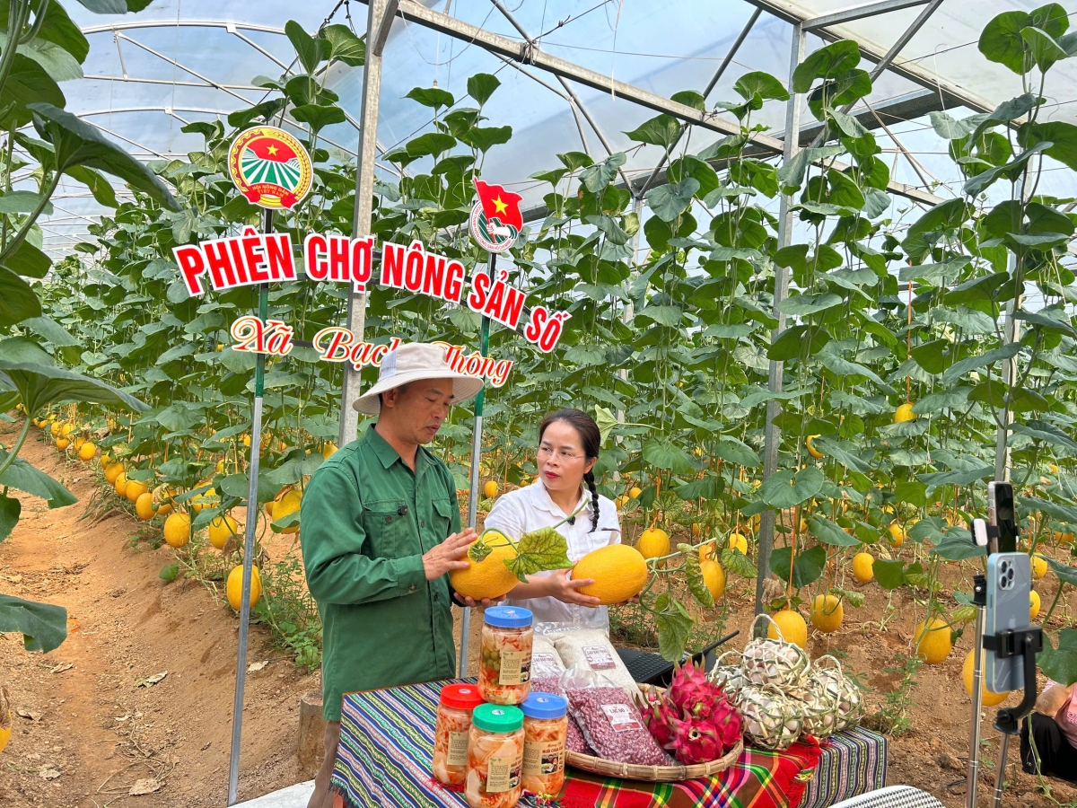 Anh Hoàng Văn Nam, xã Bạch Thông, bán hết hơn 2.000 quả dưa lưới sau phiên livestream trên mạng xã hội. (Ảnh: Công Luận-Hoàng Tú/VOV Đông Bắc)