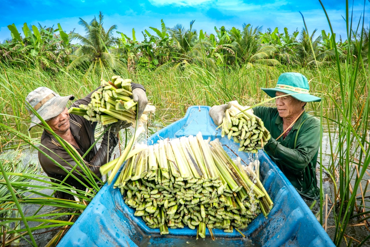 Từ vài hộ tự phát ban đầu, hiện ấp 4, xã Khánh An có hàng chục hộ dân trồng bồn bồn.