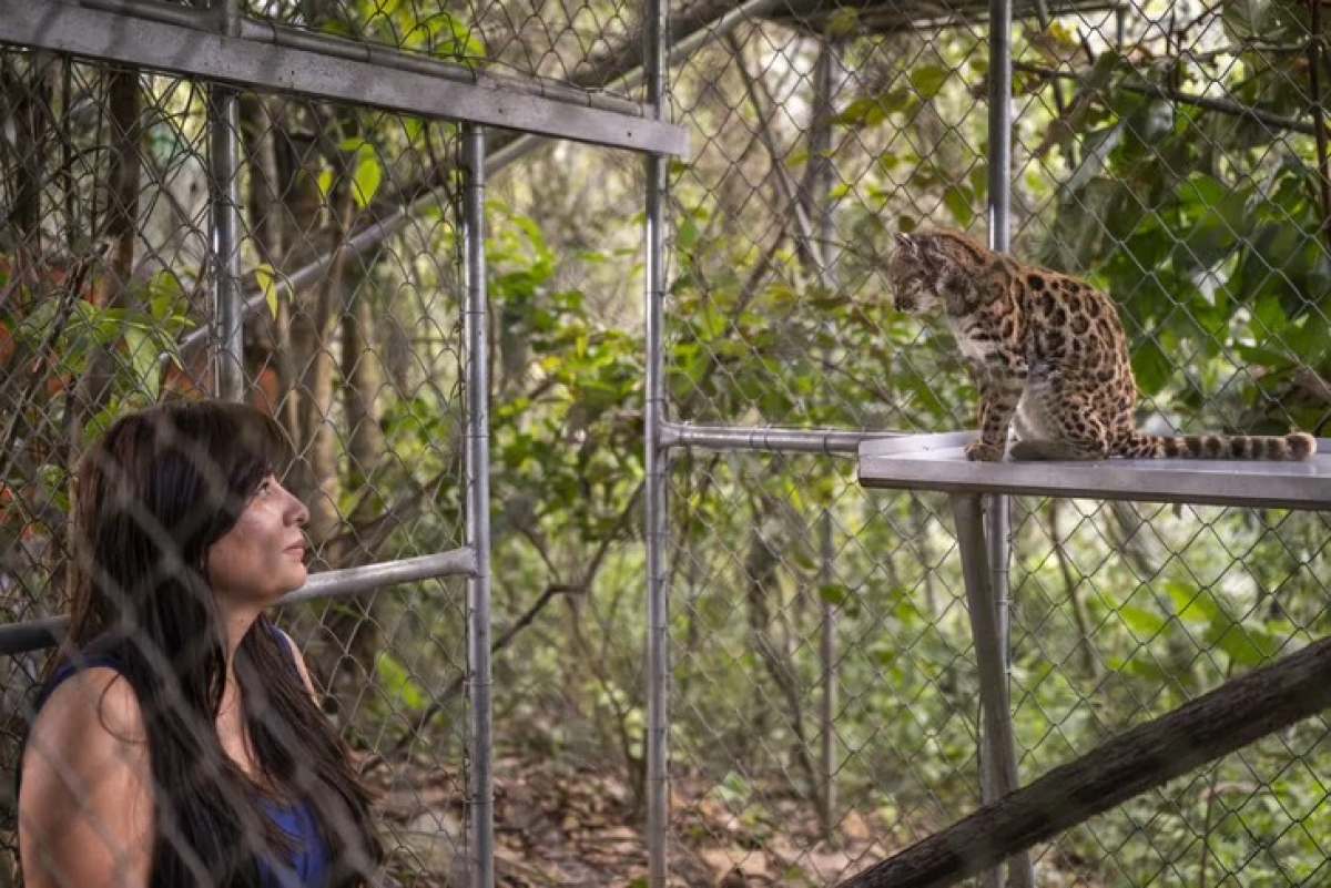 Nhà sinh vật học Paola Nogales-Ascarrunz bên cạnh một cá thể mèo Leopardus tilcayo. Ảnh: Fernando Faciole, National Geographic Society
