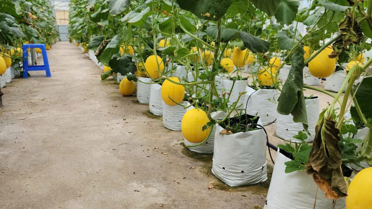 Trồng dưa trong nhà kính giúp hạn chế ảnh hưởng của thời tiết và sâu bệnh. Ảnh: Nhân vật cung cấp.