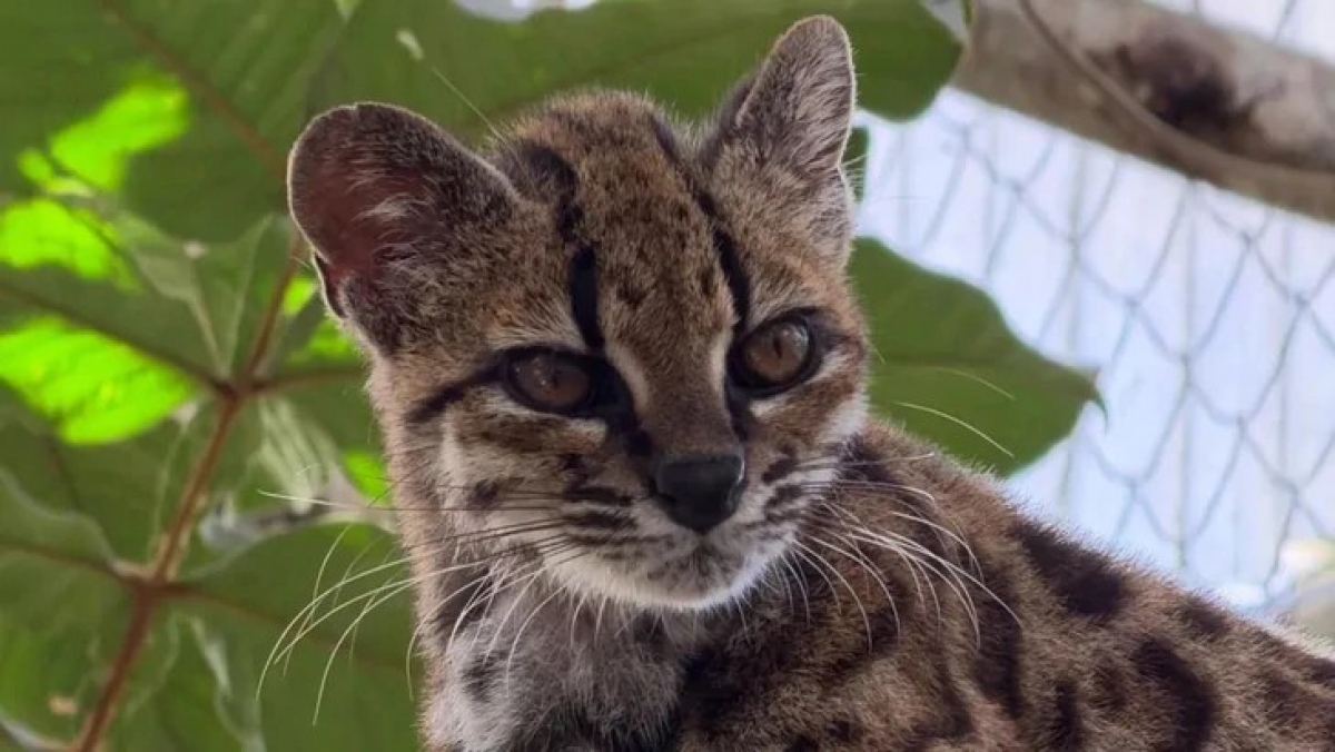 Leopardus tilcayo trở thành loài mèo hoàn toàn mới được giới khoa học ghi nhận sau hơn 1 thế kỷ. Ảnh: Paola Nogales-Ascarrunz/Julie Van Collie