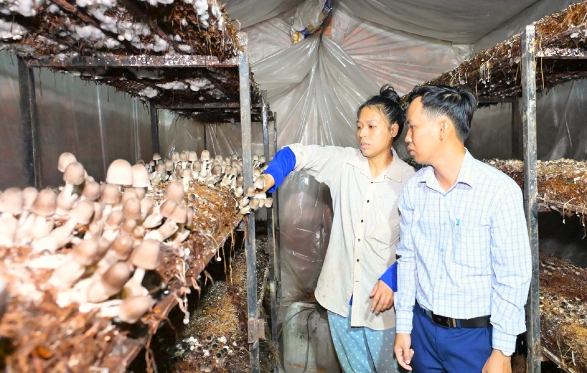 Cơ sở Trồng nấm rơm trong nhà kính của Chị Lê Hồ Thùy Linh