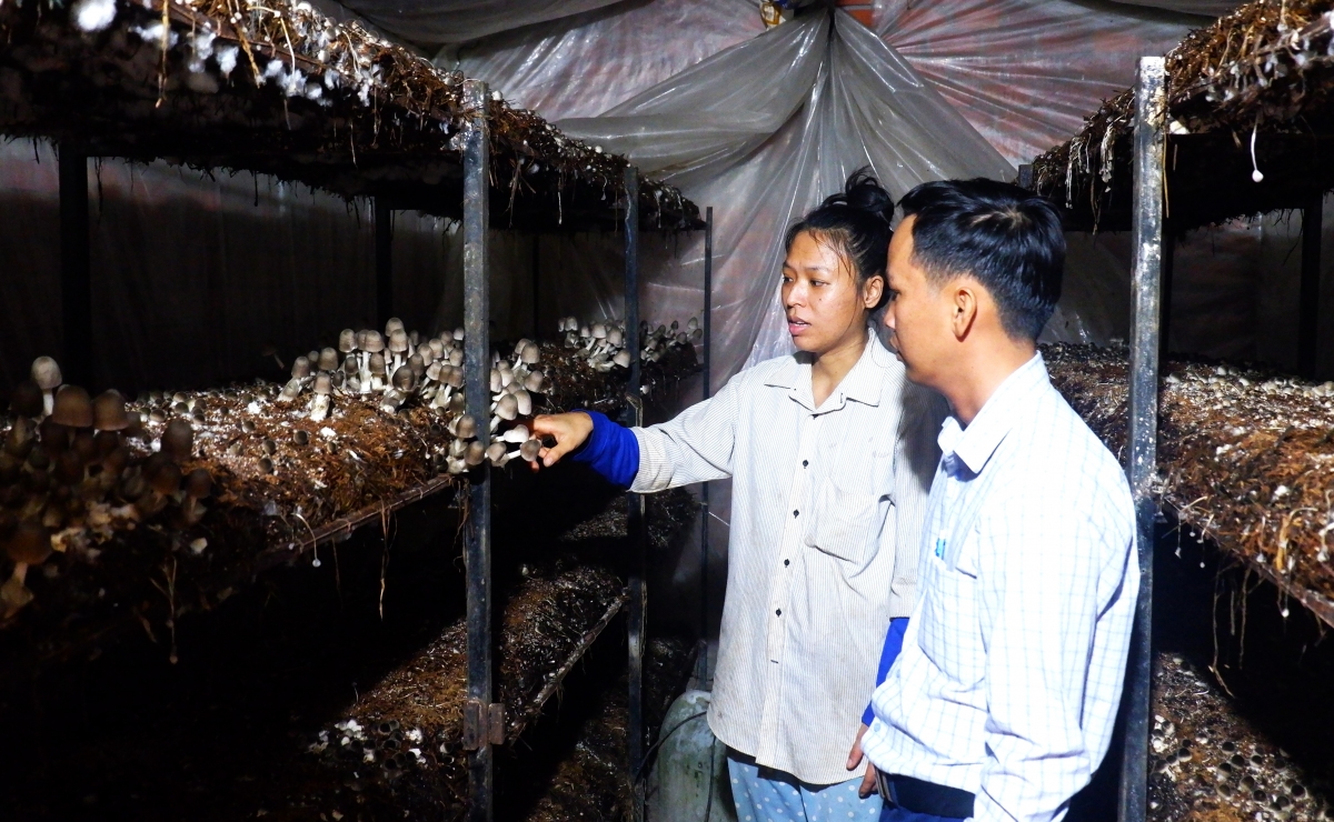 Cơ sở Trồng nấm rơm trong nhà kính của Chị Lê Hồ Thùy Linh
