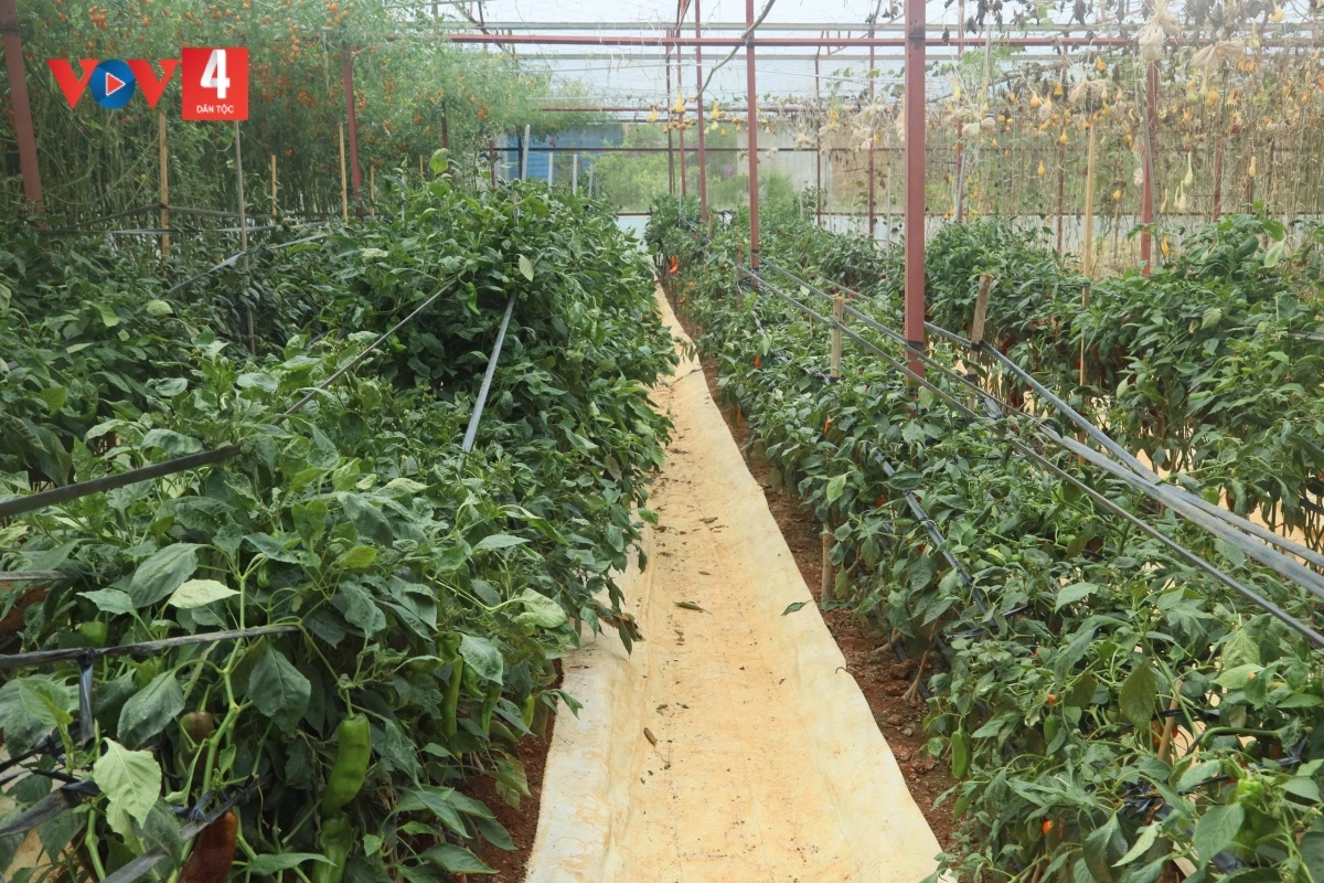 Rau xứ lạnh Măng Đen
