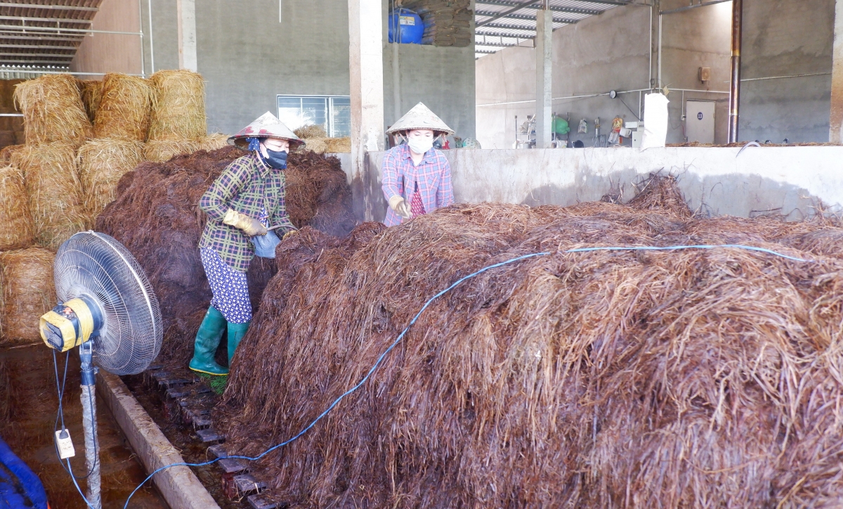 Ủ rơm tại cơ sở sản xuất nấm của Chị Lê Hồ Thùy Linh