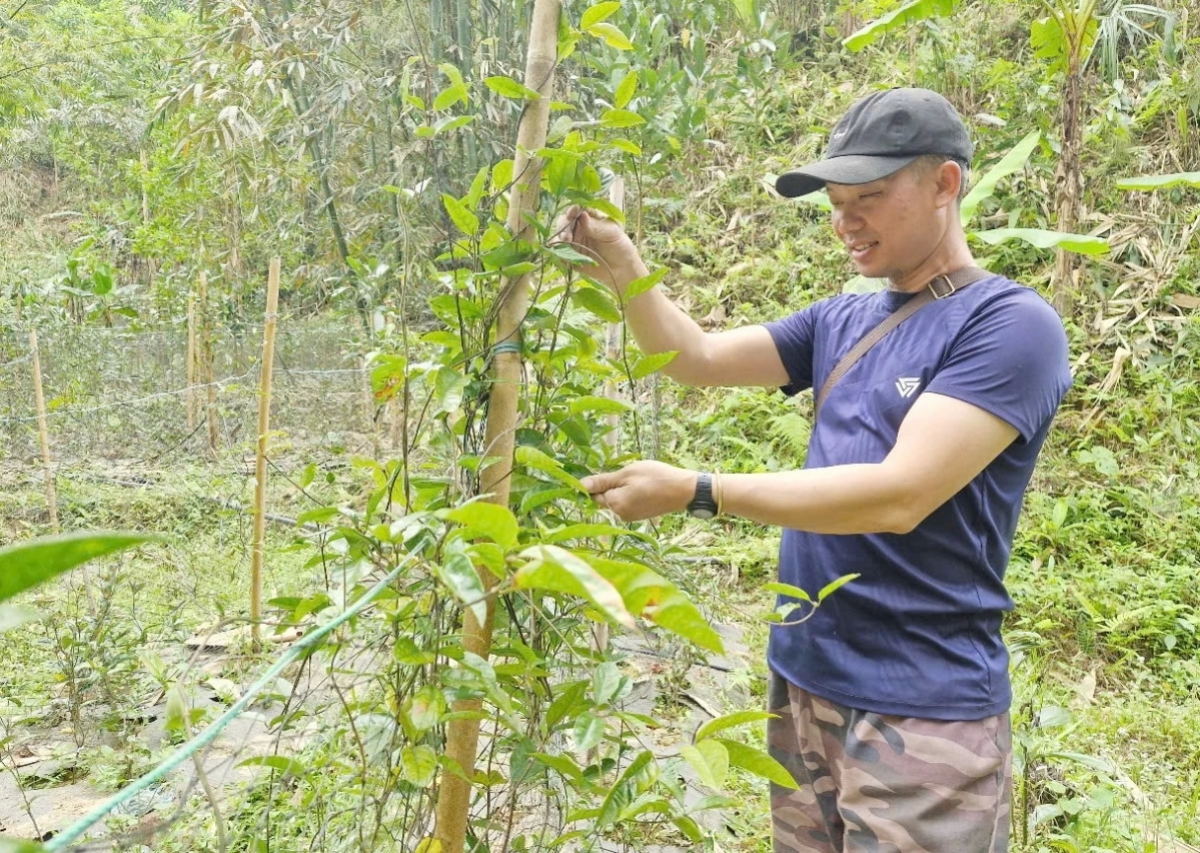 Nhiều hộ dân miền núi Đà Nẵng vươn lên thoát nghèo (Ảnh: Tuyết Lê)