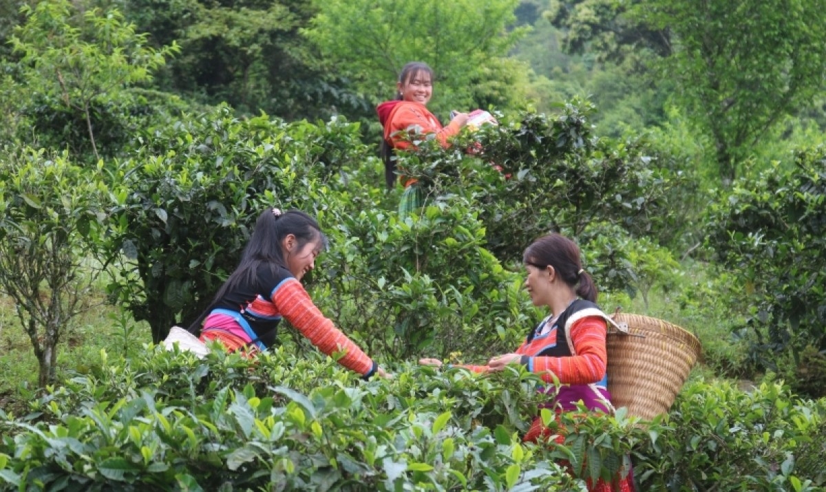 Tà Xùa với những cây chè Shan tuyết mang hương vị đặc trưng của núi rừng vùng cao.(Ảnh: Lê Hạnh)