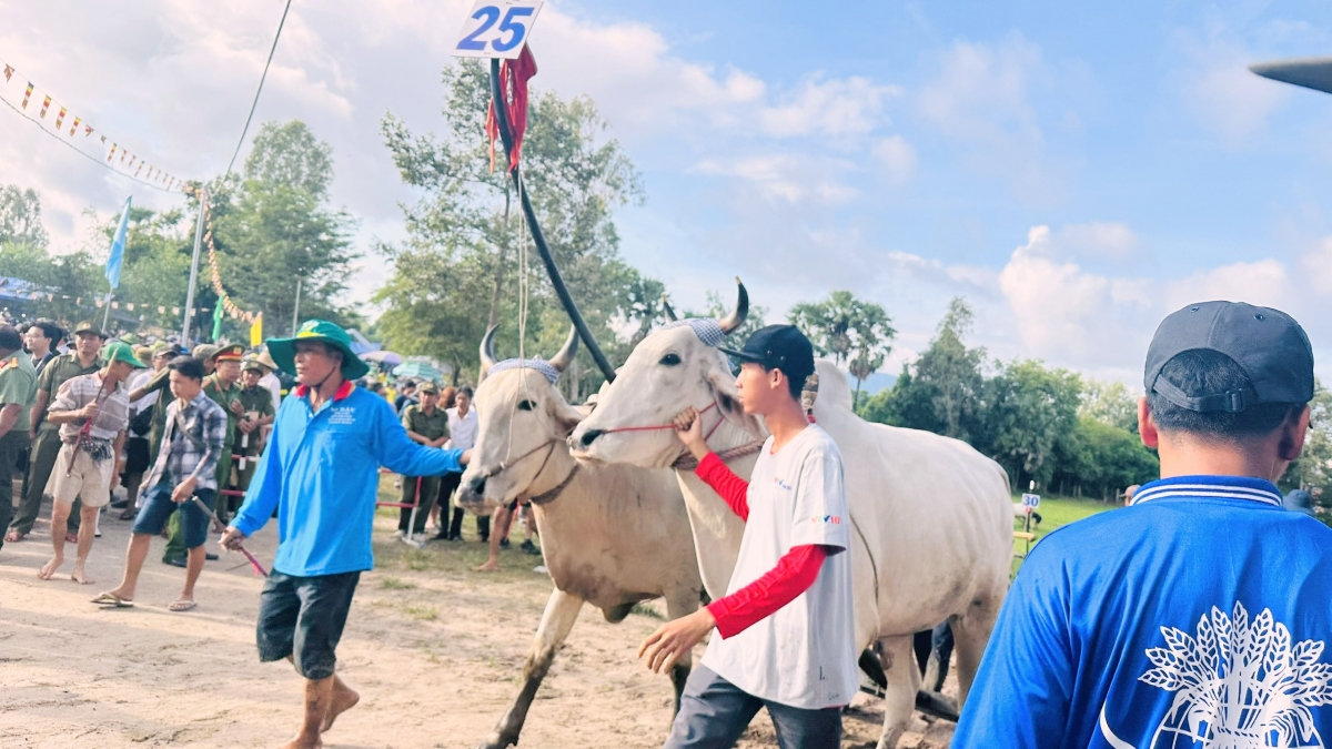 Các đôi bò chuẩn bị ra sân