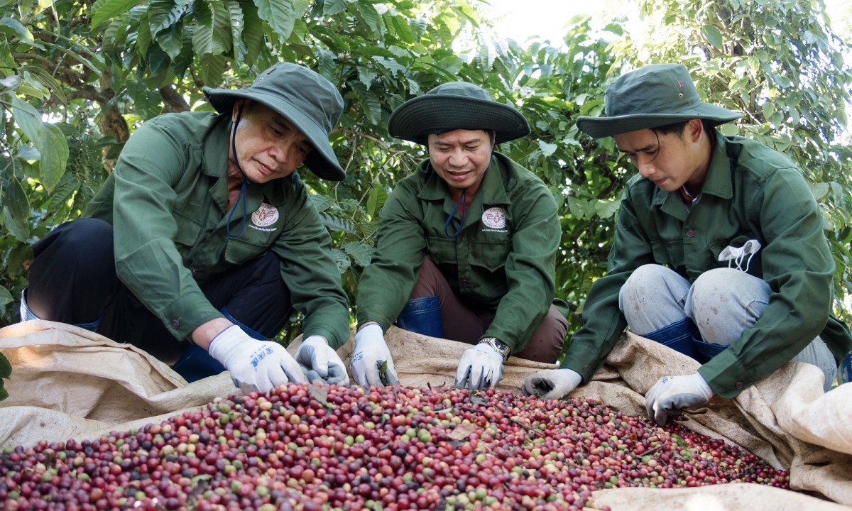 Kơphê Dak Lak jing gơnam sĭ mơdrô lu anih kual Trung Đông khăp blơi