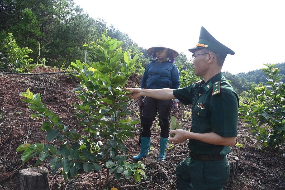 Bộ đội Biên phòng hỗ trợ cây giống, kỹ thuật; người dân trực tiếp chăm sóc, mở thêm hướng sinh kế và thường xuyên có mặt tại khu vực đường biên, cột mốc. (Ảnh: Nguyễn Hoàng Duy Thái)