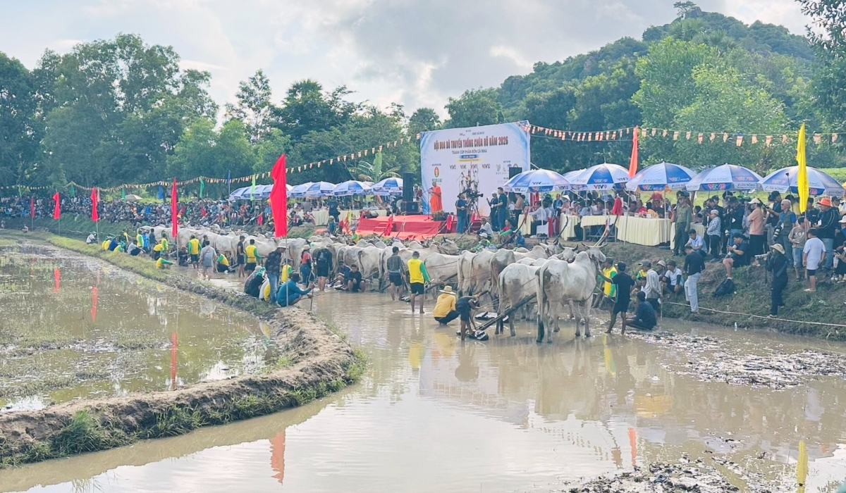 Hội đua bò năm nay có 32 đôi bò đến từ các địa phương tham gia tranh tài