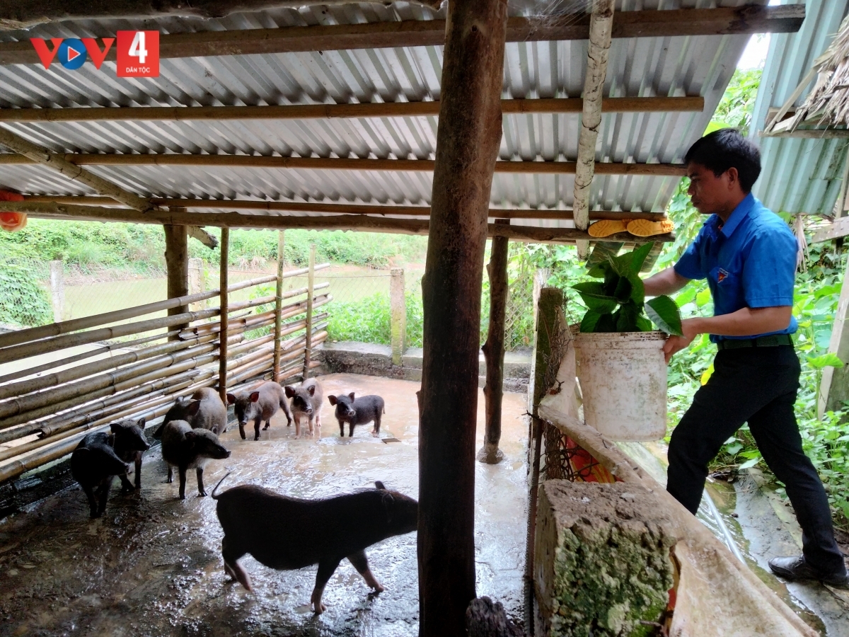 Gia đình anh Arất Van có nguồn thu nhập khá nhờ nuôi heo đen bản địa 
 