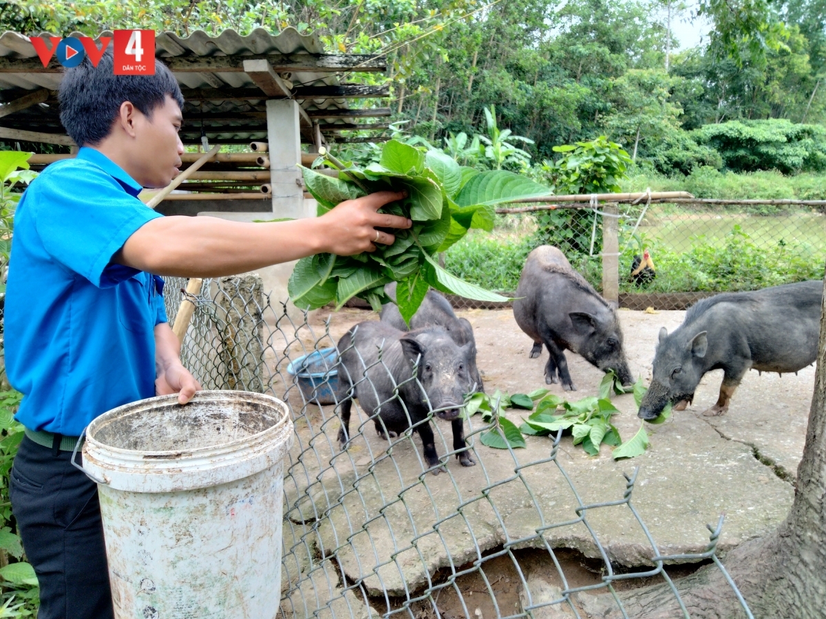 Anh Arất Van luôn dành thời gian chăm sóc đàn heo dù bận rộn với công việc xã hội  
 