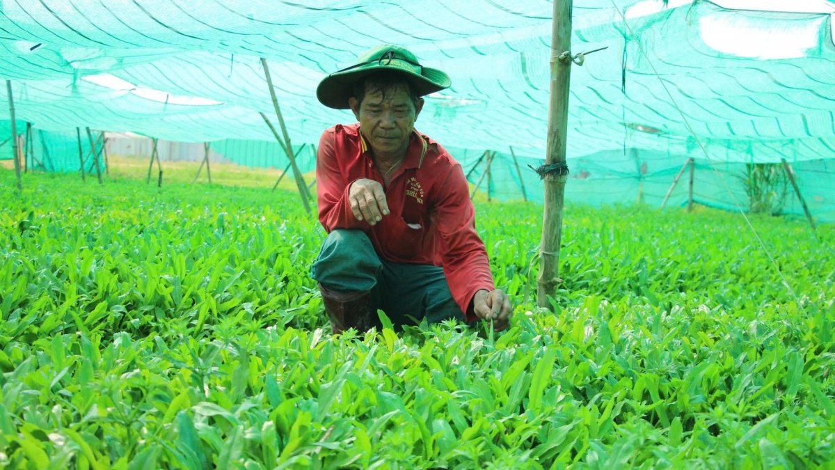 Mô hình trồng ngò gai ở phường Sóc Trăng
