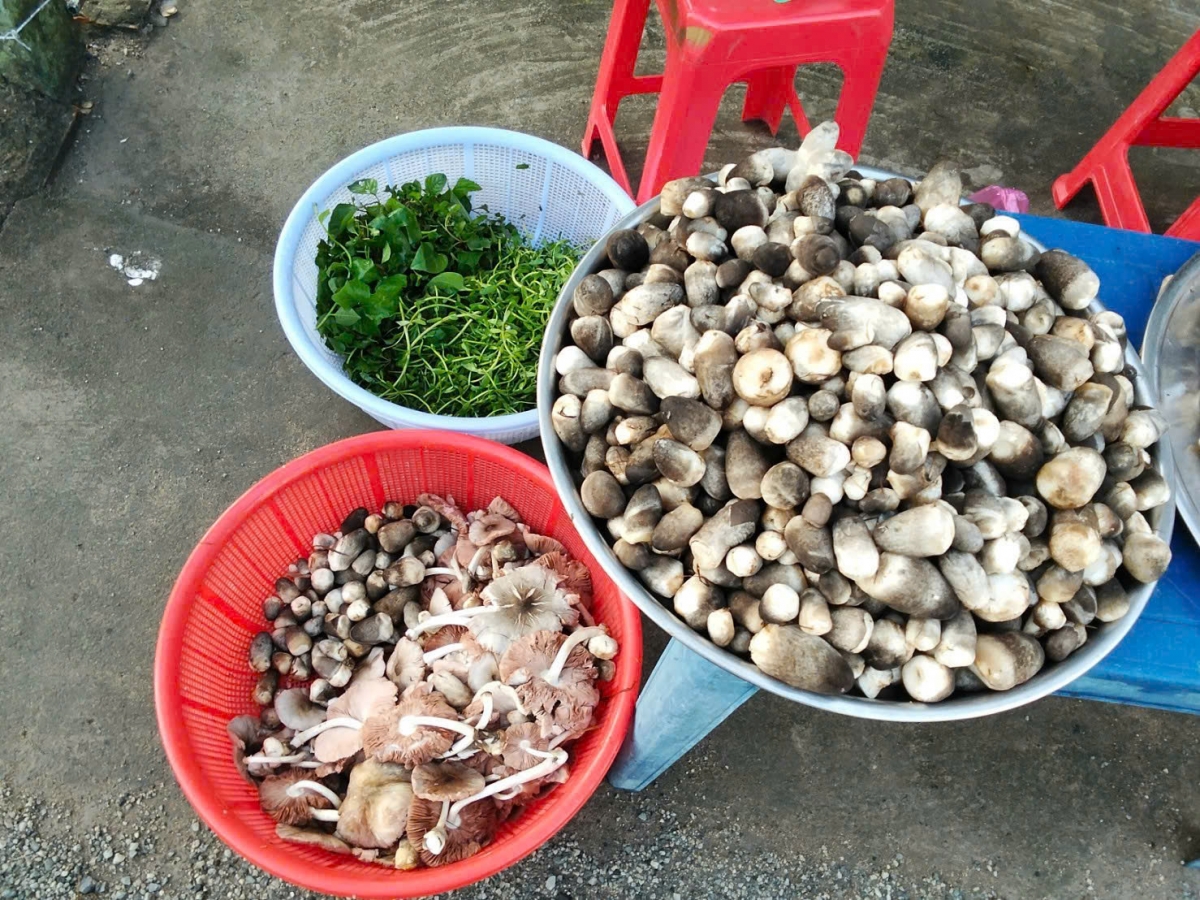 Nấm rơm sản xuất ra luôn cung không đủ nhu cầu khách mua