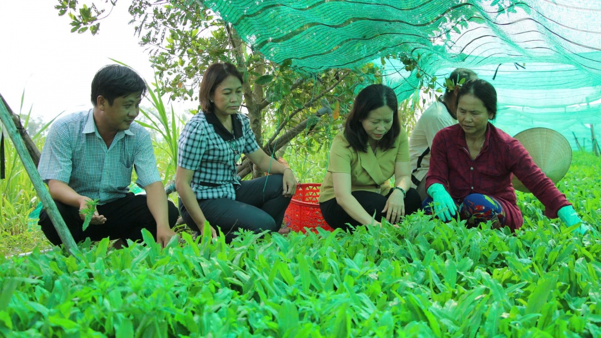 Ngò gai mở ra sinh kế bền vững cho nông dân ở phường Sóc Trăng