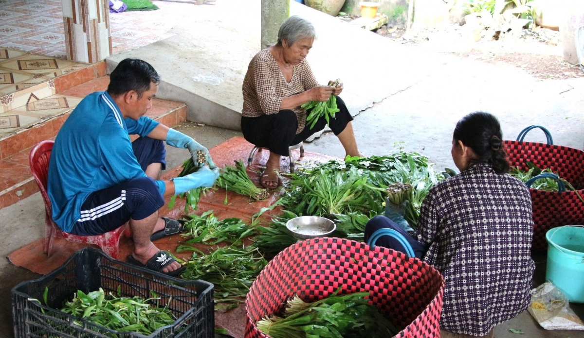 Nhiều nông dân ở phường Sóc Trăng có thu nhập khá từ cây ngò gai