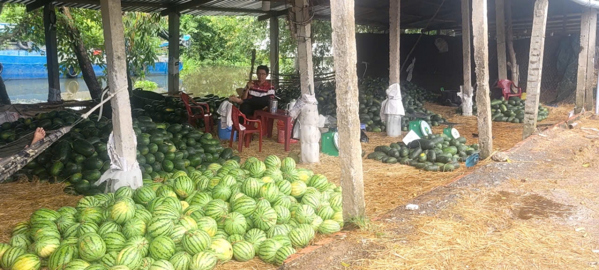 Sản phẩm dưa hấu Phú Cường của nông dân Thạnh Phú trồng đã có thương hiệu được người tiêu dùng xa gần biết đến