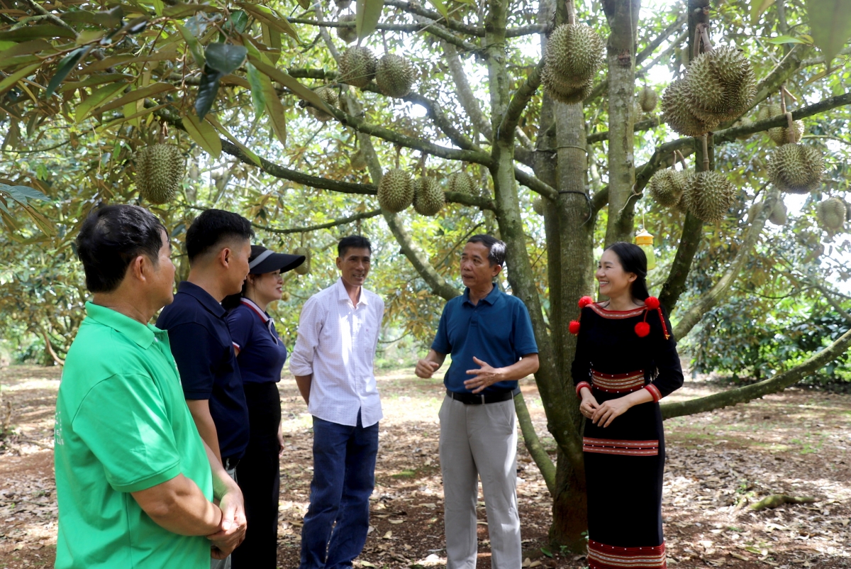 Mpồl lơh sa kă bro lòt sền tàm suơn tam sầu riêng lài mờ tŭ pơrlòng giá