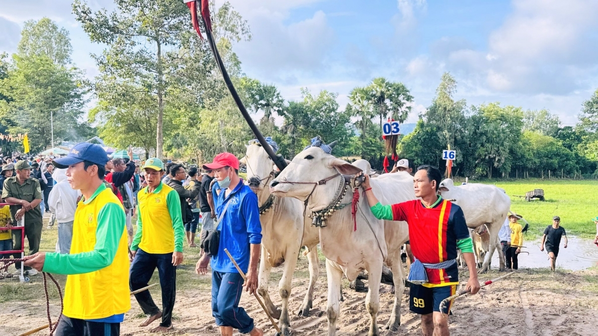 tập luyện để bò có thể trạng tốt trước khi thi đấu