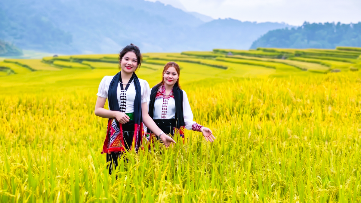 Phụ nữ dân tộc Thái rạng rỡ trong trang phục váy cóm truyền thống bên ruộng lúa vàng.  (Ảnh: Anh Hoàng).