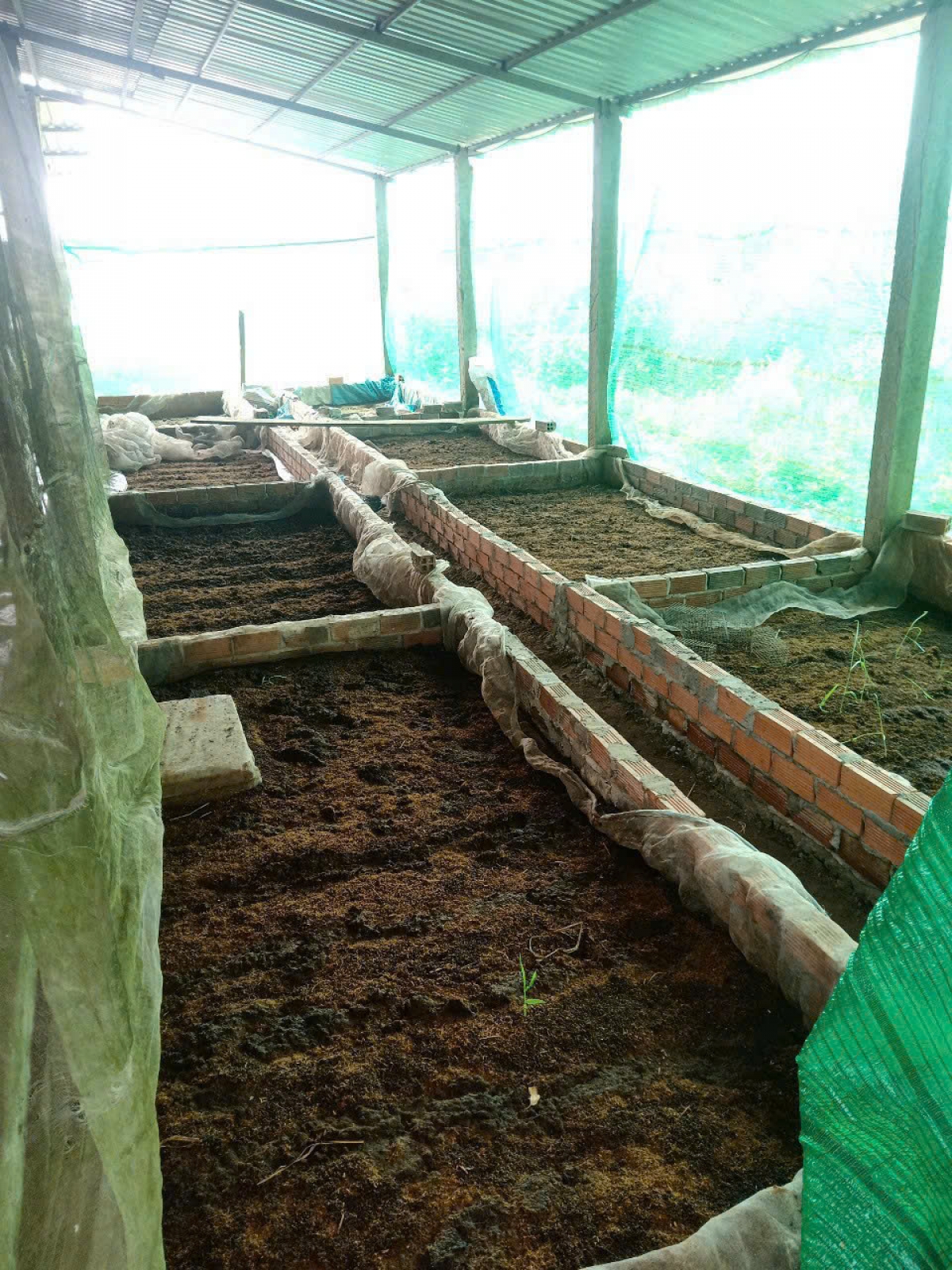 Phân bò dùng làm thức ăn nuôi trùn quế