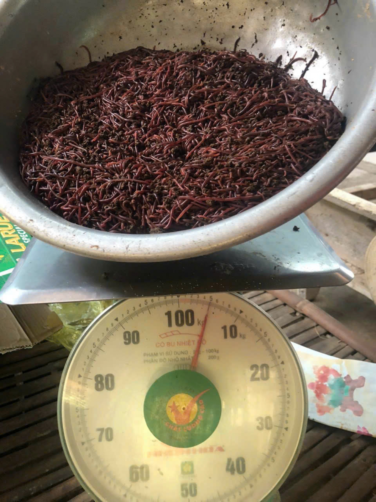 Thu hoạch trùn quế