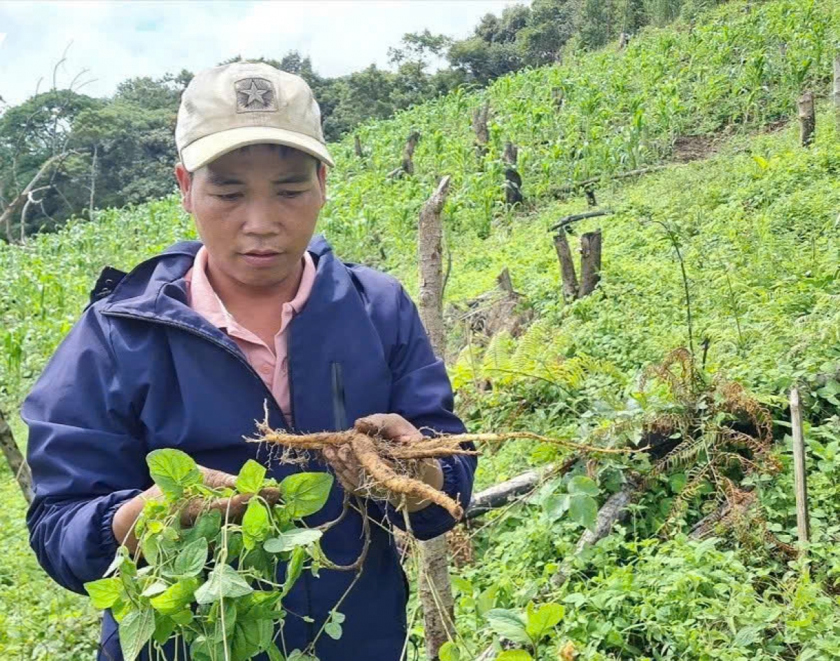 Nhiều hộ đồng bào Cơ Tu lựa chọn trồng đẳng sâm để phát triển kinh tế gia đình 
 