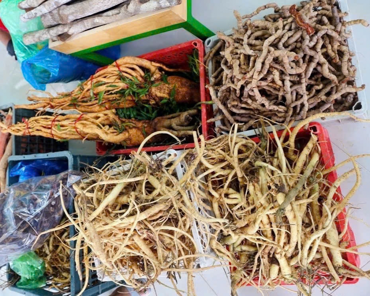 Các loại dược liệu như sâm ba kích, đẳng sâm... trở thành cây xóa nghèo ở các xã vùng cao, biên giới 
 