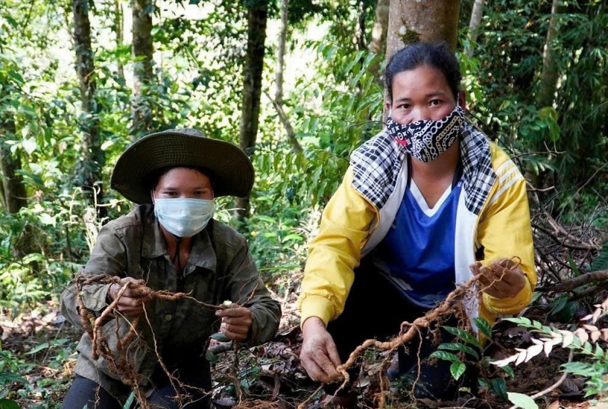 Đồng bào xã Hùng Sơn phát triển dược liệu dưới tán rừng
 