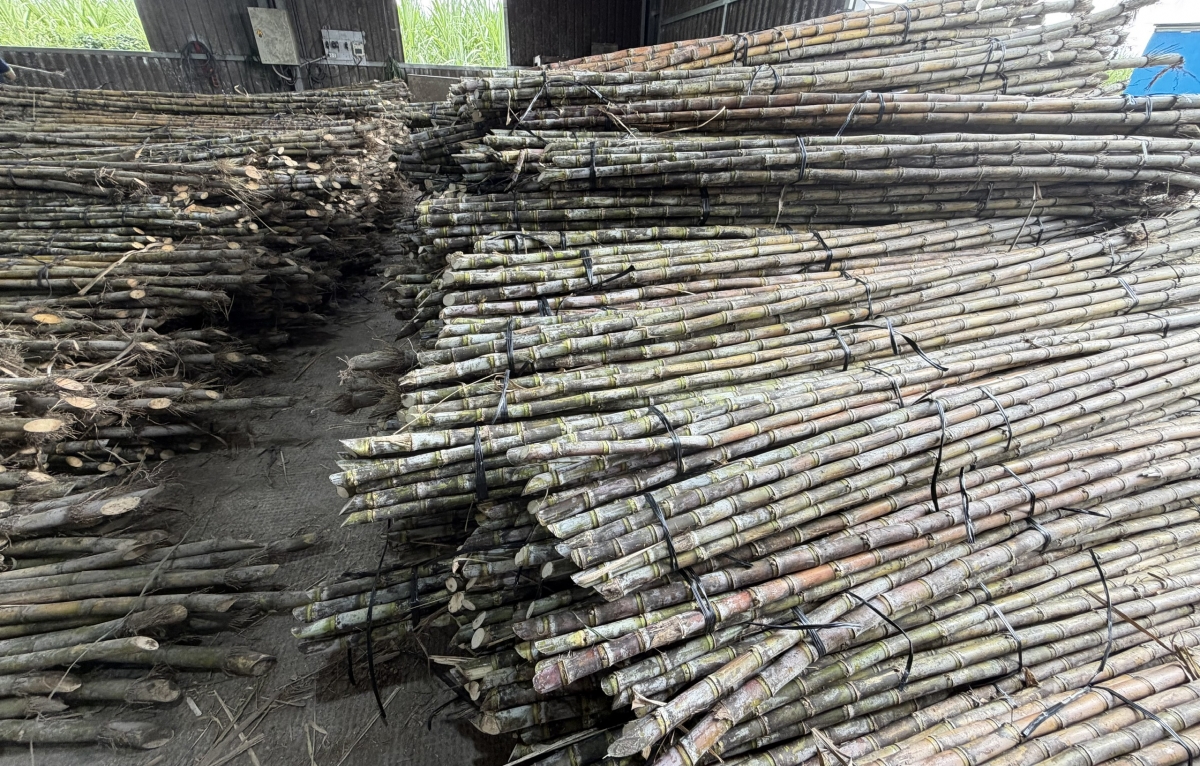 Cây mía được thu mua đưa về Nhà máy