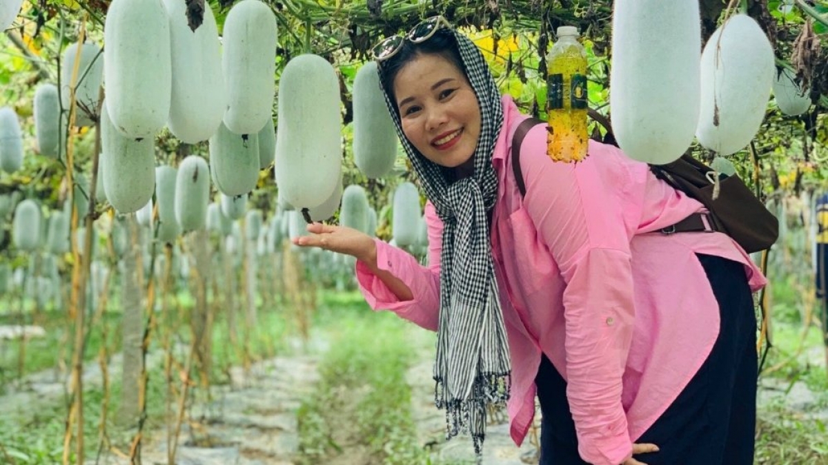 Bí xanh thơm được canh tác chuẩn hữu cơ mang lại giá trị kinh tế cao. Ảnh: Ma Thị Ninh.
