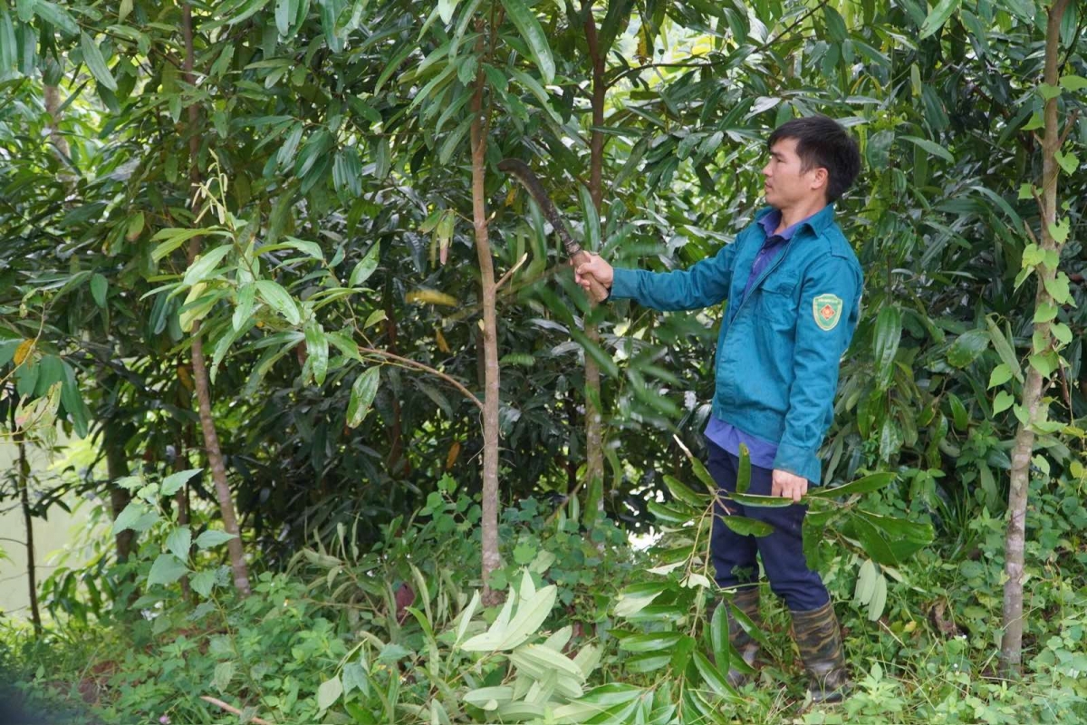 Phát triển kinh tế lâm nghiệp, từng bước nâng cao đời sống. Ảnh: Triệu Thuần