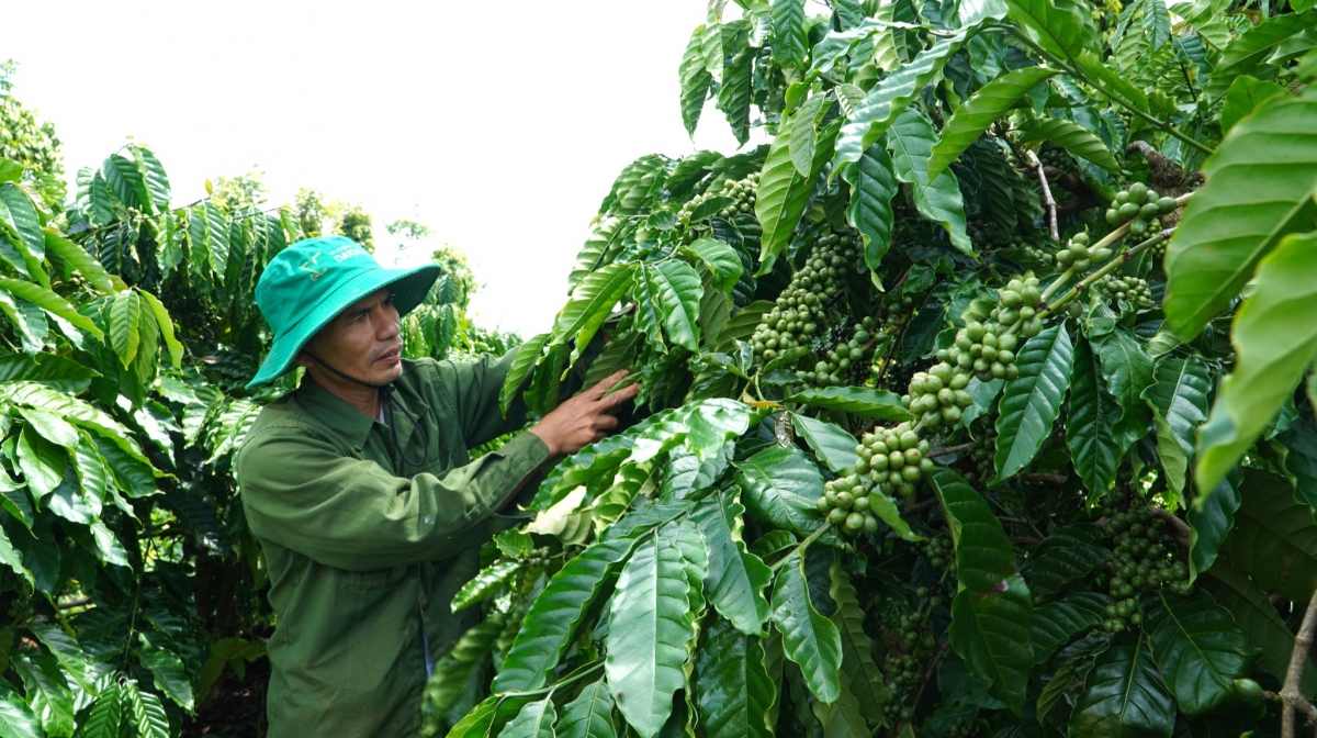 Những vườn cà phê được ghép cải tạo, sai trĩu quả, mở hướng nâng cao hiệu quả sản xuất cho đồng bào dân tộc thiểu số ở Lâm Đồng. (Ảnh: Quang Sáng)