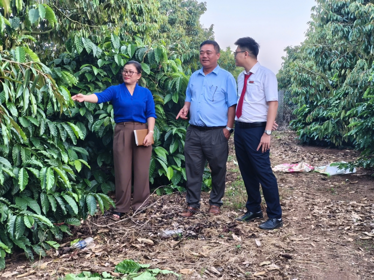 Ông Đỗ Đức Vinh, Chủ tịch kiêm Giám đốc Công ty TNHH Một thành viên Cà phê 52 giới thiệu với cán bộ tín dụng ngân hàng vườn cà phê tái canh xanh tốt, góp phần nâng năng suất từ khoảng 8 tấn lên 15 tấn/ha. (Ảnh: Nam Trang)