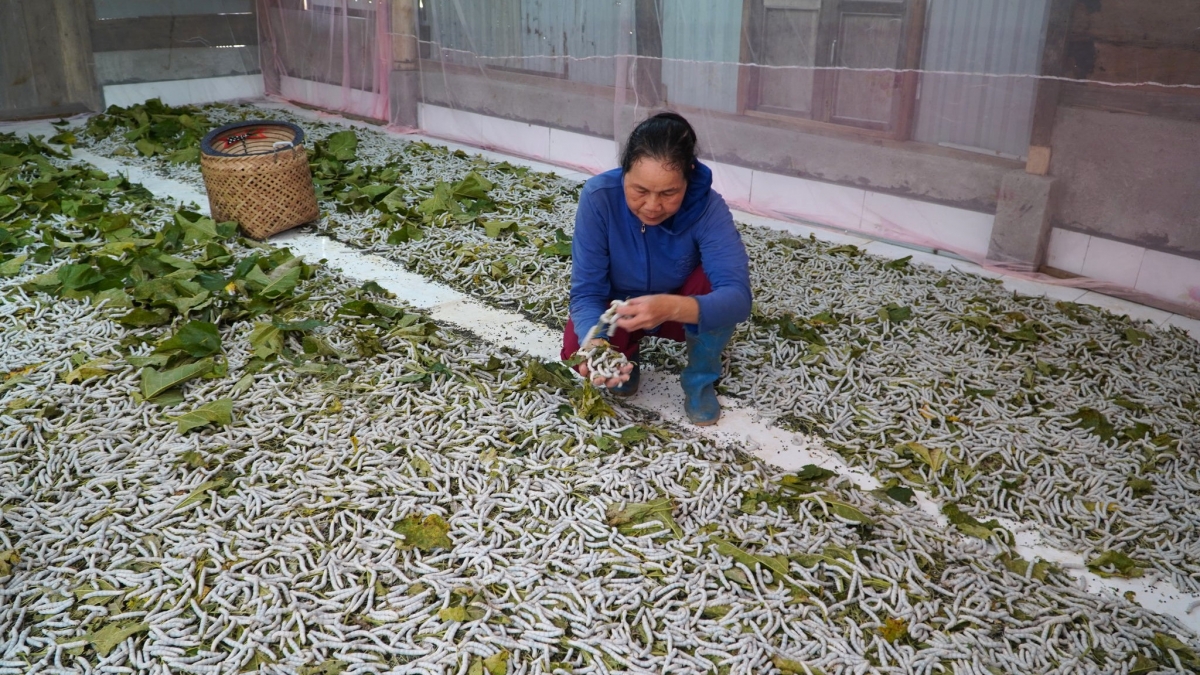 Mô hình trồng dâu nuôi tằm giúp người dân vùng đồng bào dân tộc thiểu số Lâm Đồng đa dạng hóa sinh kế, cải thiện thu nhập. (Ảnh: Quang Sáng)