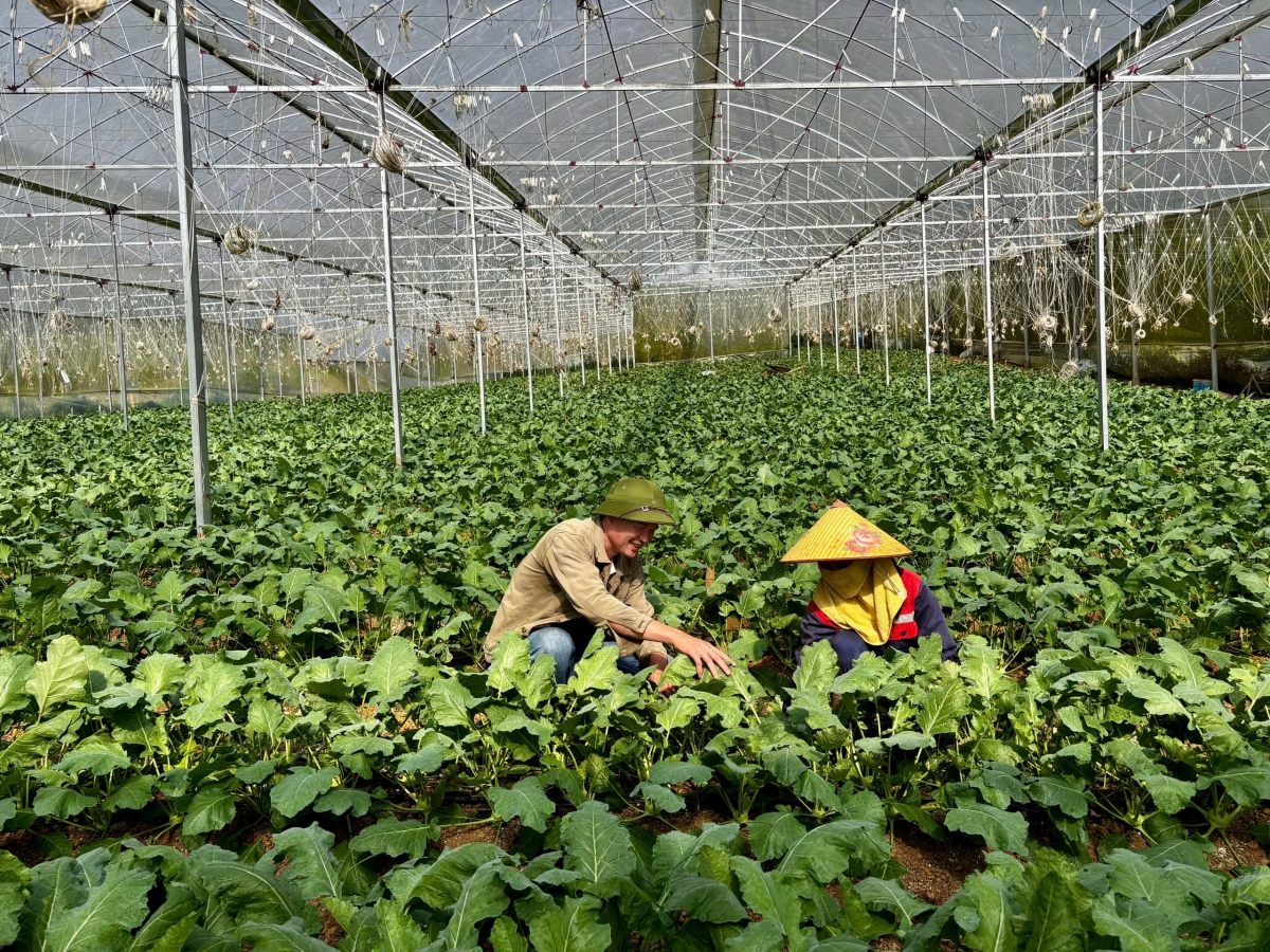 Vào làm việc tại HTX, chị Đặng Thị Hương và nhiều người dân là người DTTS ở Vân Hồ có thu nhập ổn định  (Ảnh: Bích Thủy)