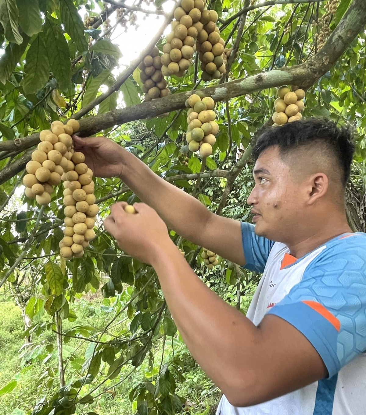 Người dân miền núi Đà Nẵng phấn khởi thu hoạch mùa lòn bon 
 