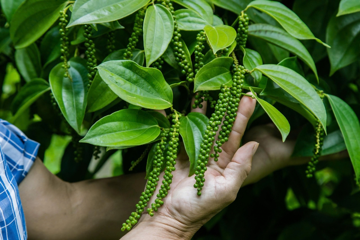 Giống tiêu Tùng Linh có nhiều ưu điểm vượt trội. (Ảnh: Công Bắc)