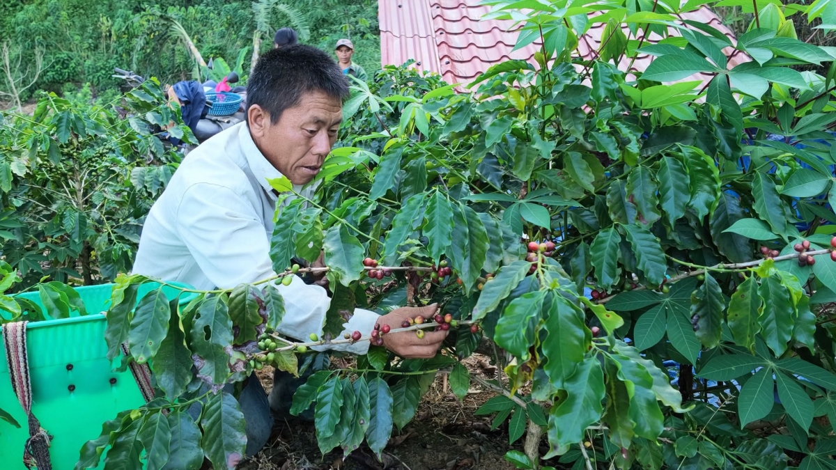 Nông dân xã Pú Nhung đang tích cực chuyển đổi cơ cấu cây trồng nhằm mở ra hướng phát triển mới cho sản xuất nông nghiệp.(Ảnh: Vũ Lợi)